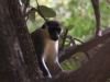 Yellow tailed velvet monkey at monkey park