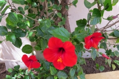 Hibiscus