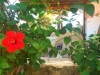 Pap's garden