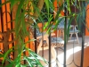 view from veranda