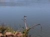 Kingfisher at the lagoon at calypso bar, Cape Point
