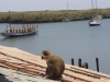Velvet monkey on Lamin lodge roof