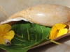 Garden shell with polka Dot butterfly