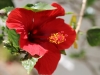 Hibiscus in the garden