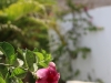 Garden flora